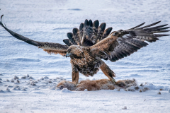 Clive-Blott-Lunch-Time-Golden-Eagle-10.0