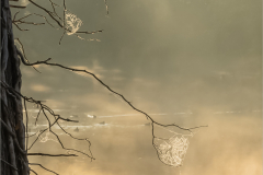 Lesley-Garwood-Early-Morning-Mist-9.0