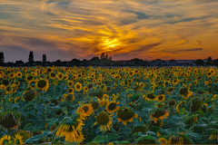Vincent-Lavender-Sunset-Sunflowers-10.0