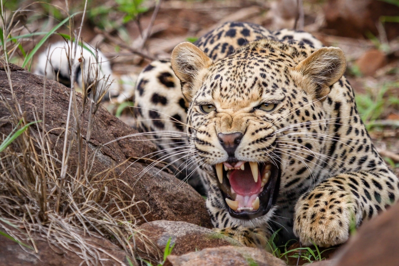 Chris_Gledhill-Angry_Leopard-10