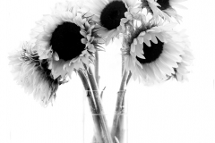 Wendy-Chalk-Mono-Sunflowers-10
