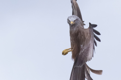 Gary-Howes-Red-Kite-Vertical-9