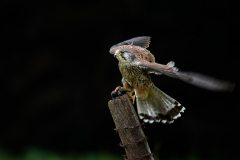 Paul-Williams-Kestrel-9