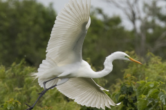 Gary-Howes-Great-White-Egret-Lift-Off-9.5