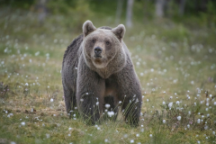 Clive-Blott-Scandinavian-Brown-Bears-2-10.0
