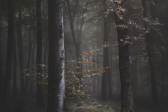 Jonathan-Fiske-Walk-in-the-Woods-9.5