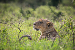 Mike-Taylor-Where-There-are-Lions-There-are-Flies-10.0