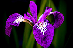 Vincent-Lavender-Purple-Iris-9.0