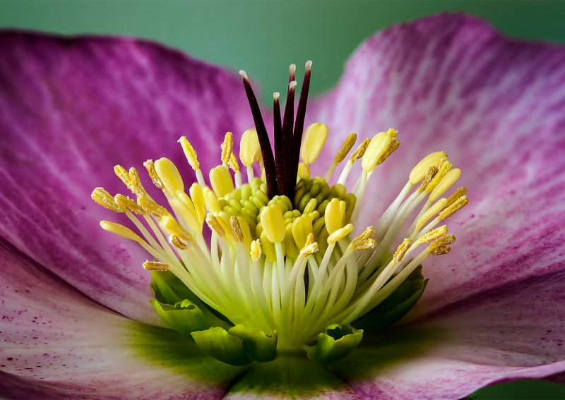 David Harris-Hellebore - the Flower Within-9.5