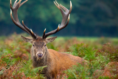 Peter-Farrelly-Red-Deer-in-the-Undergrowth-9