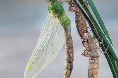 David-Harris-The-Emperors-New-Clothes-10