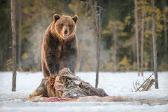 Julia-Wainwright-Brown-Bear-on-Guard-10