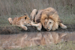 Julia-Wainwright-Lion-Cub-and-His-Father-9