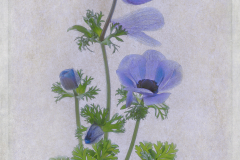 Lorna-Brown-Anemone-9.5