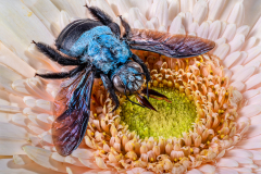 Rob-Kuhner-Blue-Carpenter-Bee-9.5