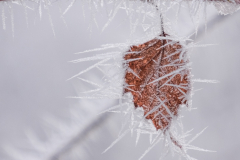 Caroline-Preece-Hoar-Frost-10