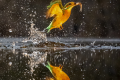 Kingfisher with fish catch