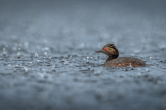 Ian-Roberts-Black-Necked-Grebe-in-Rain-Storm-10