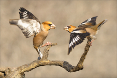Ian-Roberts-Hawfinch-Disagreement-9.5