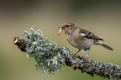 Jim-Munday-Female-Chaffinch-10