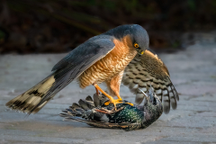 Jim-Munday-Sparrowhawk-with-Starling-10