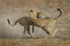 Julia-Wainwright-Cheetah-Siblings-Playfighting-9