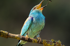 Julia-Wainwright-European-Roller-Balancing-Prey-9
