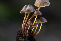 Sheila-Tester-A-Family-Group-10