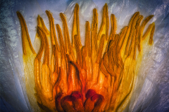 2nd Advanced PDI Competition 2025-26