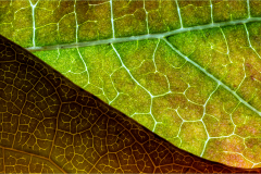 David-Harris-Two-Autumn-Leaves-9.0