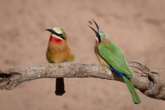 Jim-Munday-White-Fronted-Bee-Eaters-9.5
