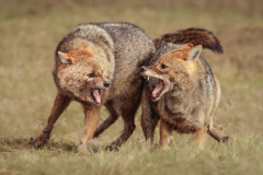 Julia-Wainwright-Golden-Jackal-Conflict-10.0