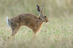 Julia-Wainwright-Hare-Stretching-in-the-Meadow-9.0