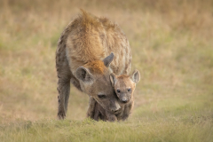 Julia-Wainwright-Hyena-Mother-Nuturing-Young-9.0