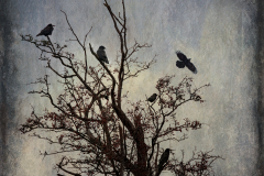 Lorna-Brown-A-Clattering-of-Jackdaws-10.0