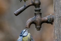 Ble Tits at the Water Tap