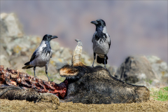 Ian-Roberts-Hooded-Crows-on-Carcass-10