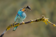 Roller Bird Tossing Bush Cricket
