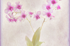 Lorna-Brown-Orchid-10