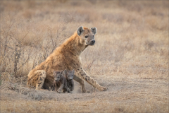 Ian-Roberts-Female-Hyena-with-Cubs-9.5
