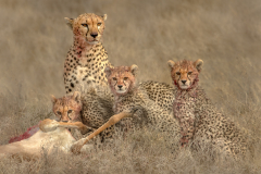 Julia-Wainwright-Cheetah-Family-Mealtime-10