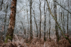 Richard-Paterson-Dormant-10