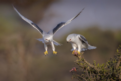Black-Winged Kites Feeding