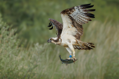 Julia-Wainwright-Osprey-Rising-with-the-Prize-9.5
