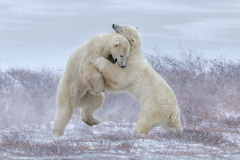 Julia-Wainwright-Polar-Bears-at-Play-9.5
