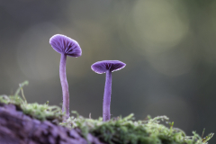 Carmel-Lynch-Amethyst-Deceiver-9.5