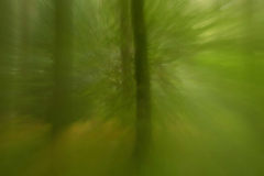 Carmel-Lynch-Eartham-Woods5-Copy-9