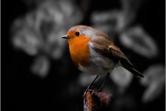 Vincent-Lavender-Pole-Position-10