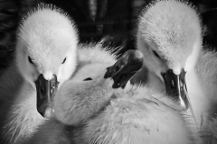 Kim-Algar-Three-of-Kind-9.5