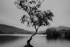 Richard-Webb-Lone-Tree-9